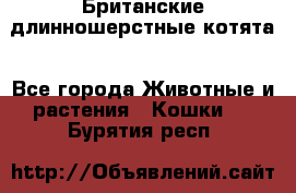 Британские длинношерстные котята - Все города Животные и растения » Кошки   . Бурятия респ.